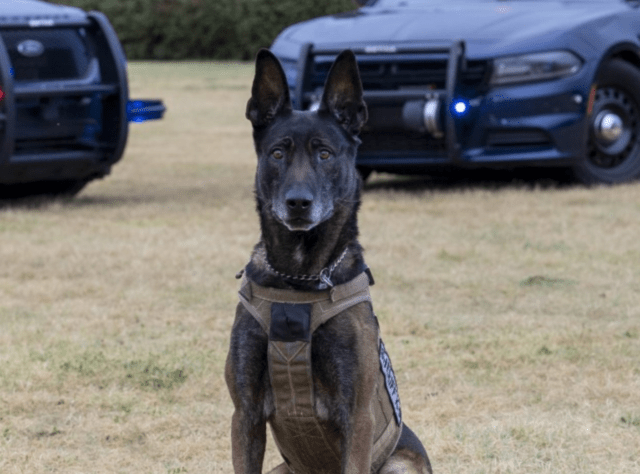 K9 Bane